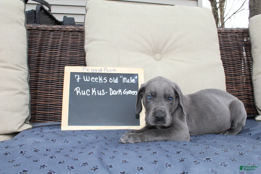 Great Dane dogs for sale: Ruckus - Ad 1