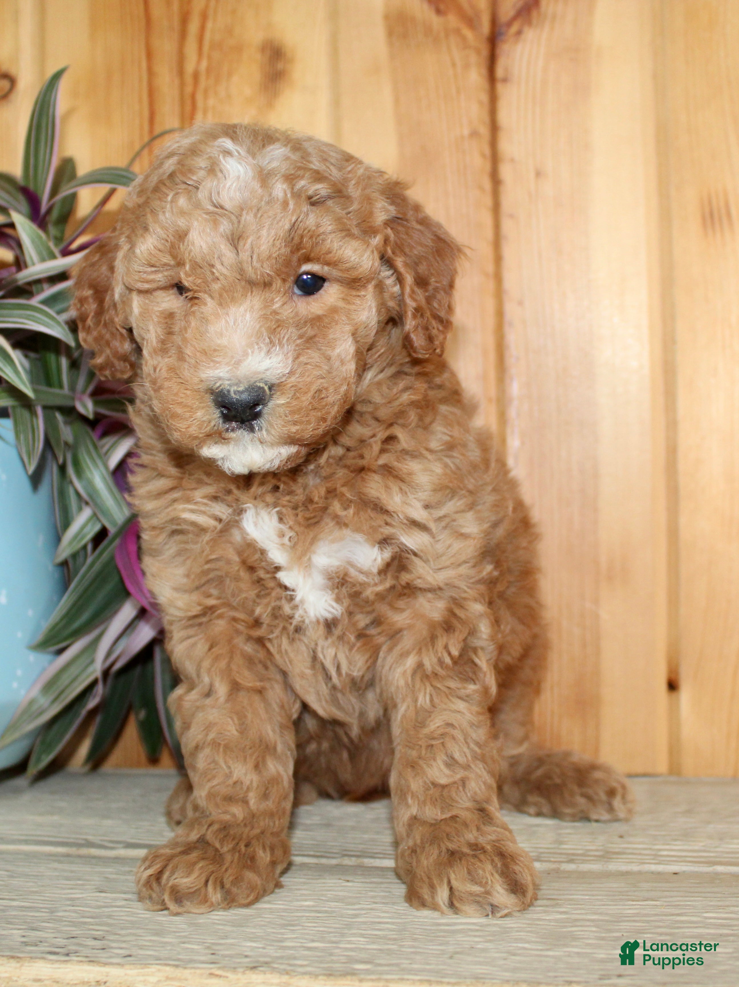 Mini Goldendoodle dogs for sale: Summer - Ad 2