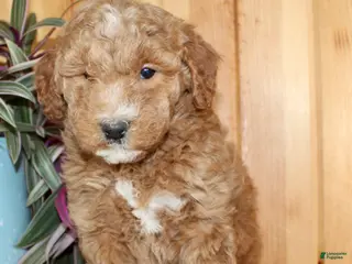Mini Goldendoodle dogs for sale: Summer - Ad 2