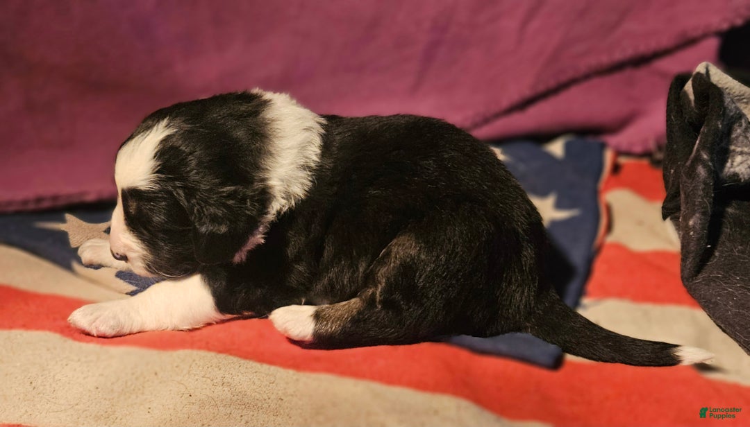 Border Collie dogs for sale: Elfrank - Ad 17
