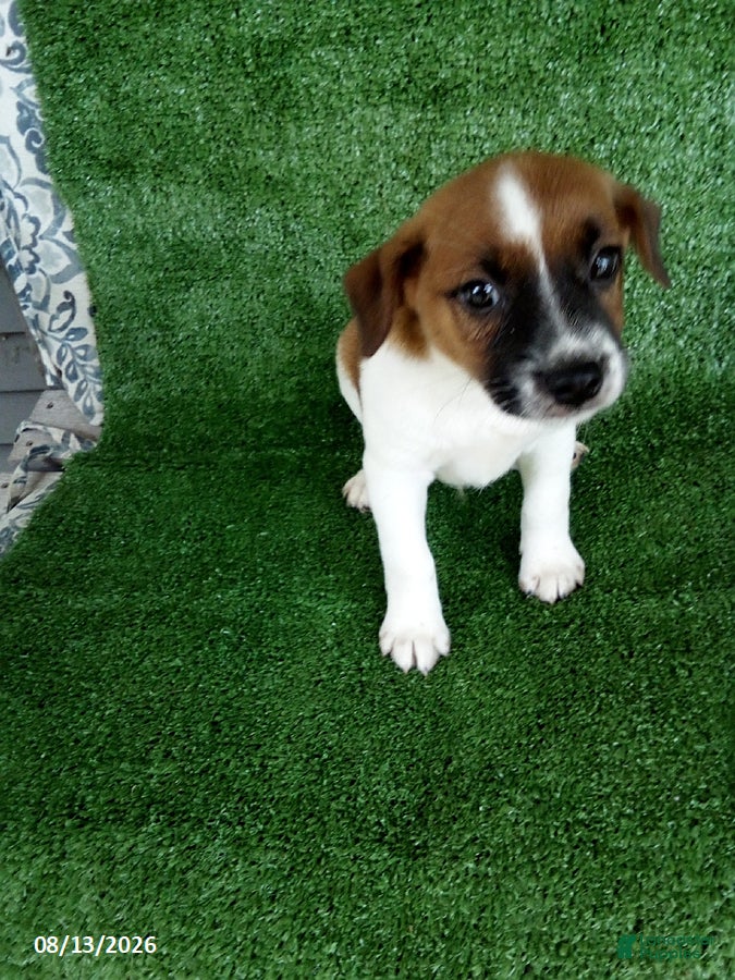 Jack Russell Terrier dogs Jack - Ad 1