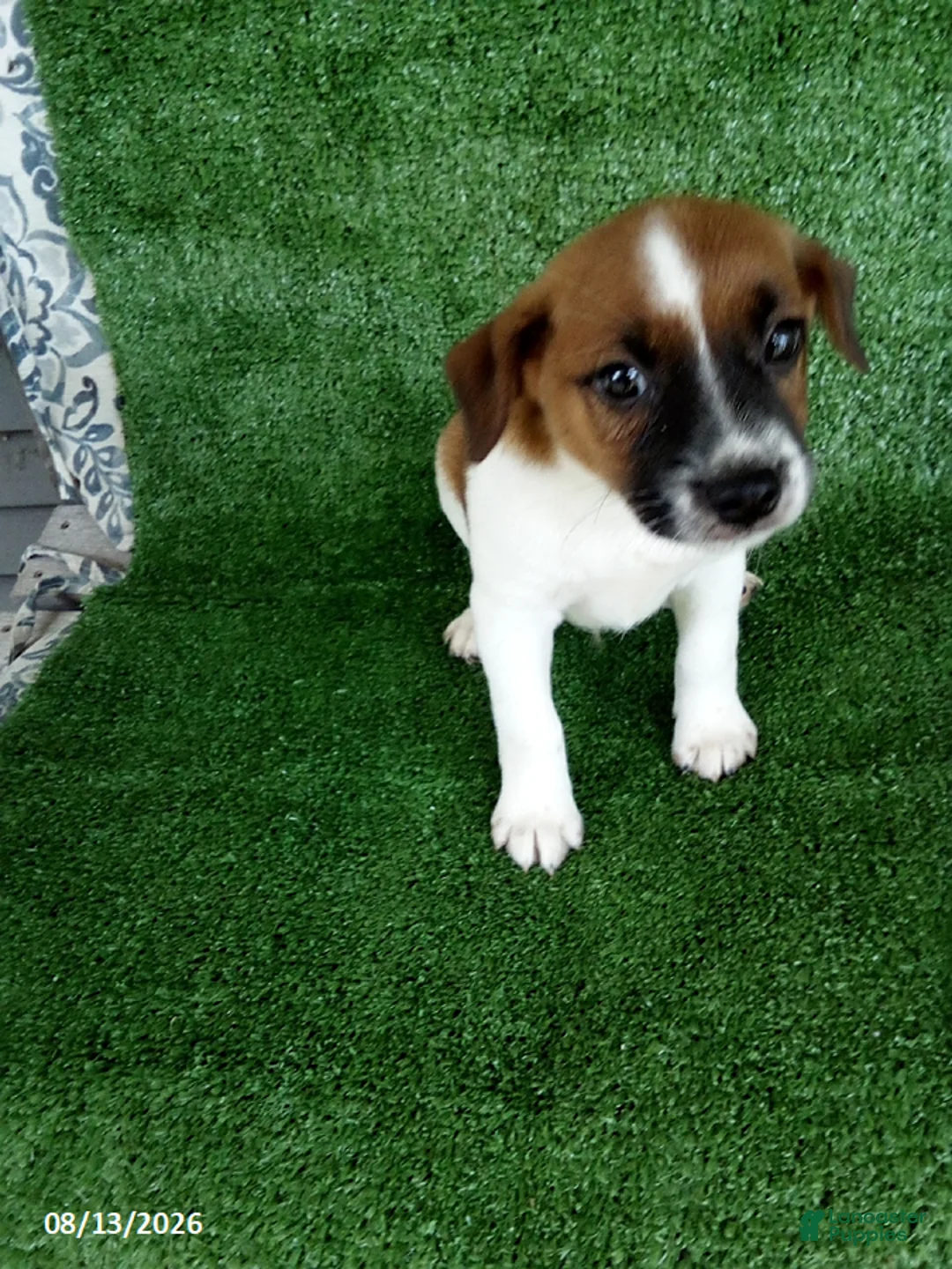 Jack Russell Terrier dogs for sale: Jack - Ad 1