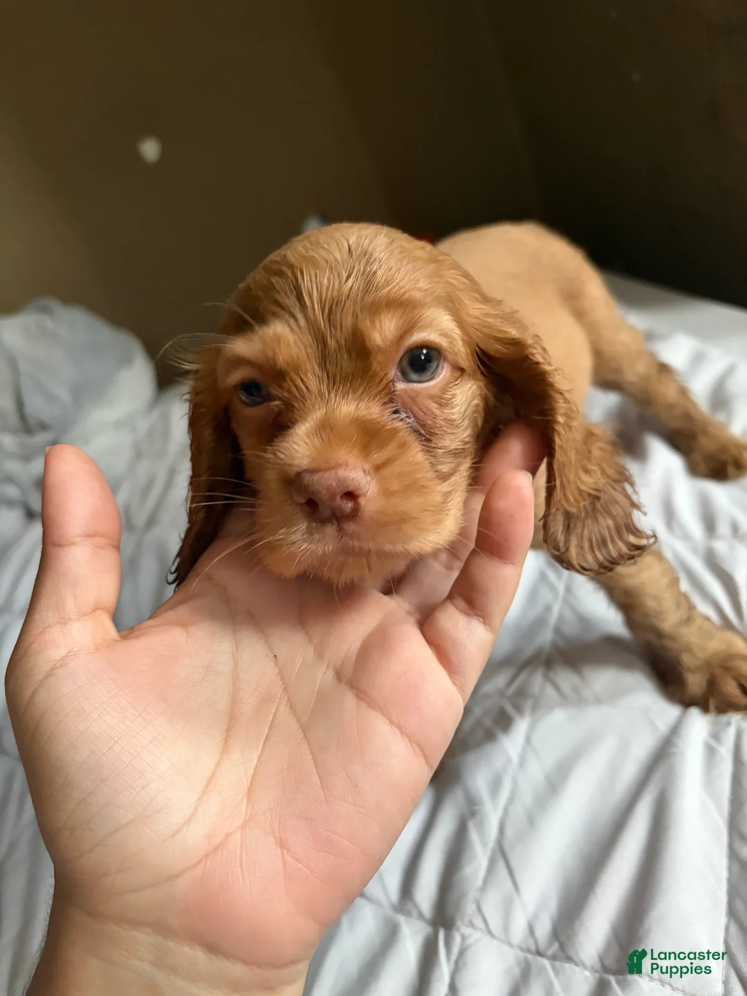 Cocker Spaniel dogs for sale: Cocker Spaniel 4 - Ad 2