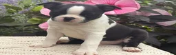 Boston Terrier dogs for sale: Silas - Ad 4