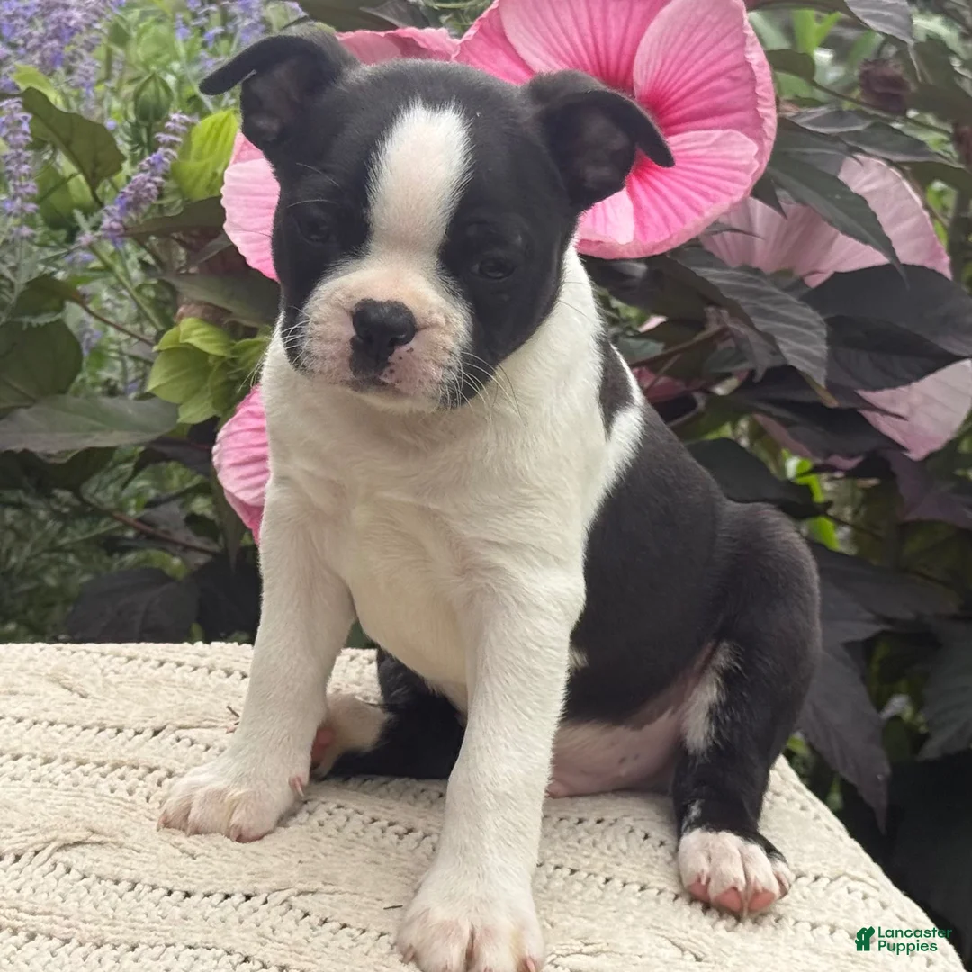 Boston Terrier dogs for sale: Silas - Ad 4