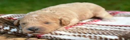 Cavapoo dogs for sale: Collin Cavapoo 3 - Ad 3