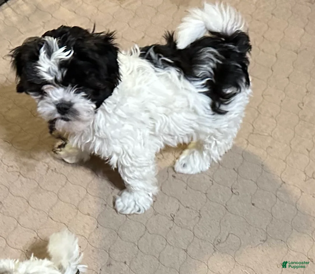 Shihpoo dogs for sale: Shihpoo Puppy 1 - Ad 2