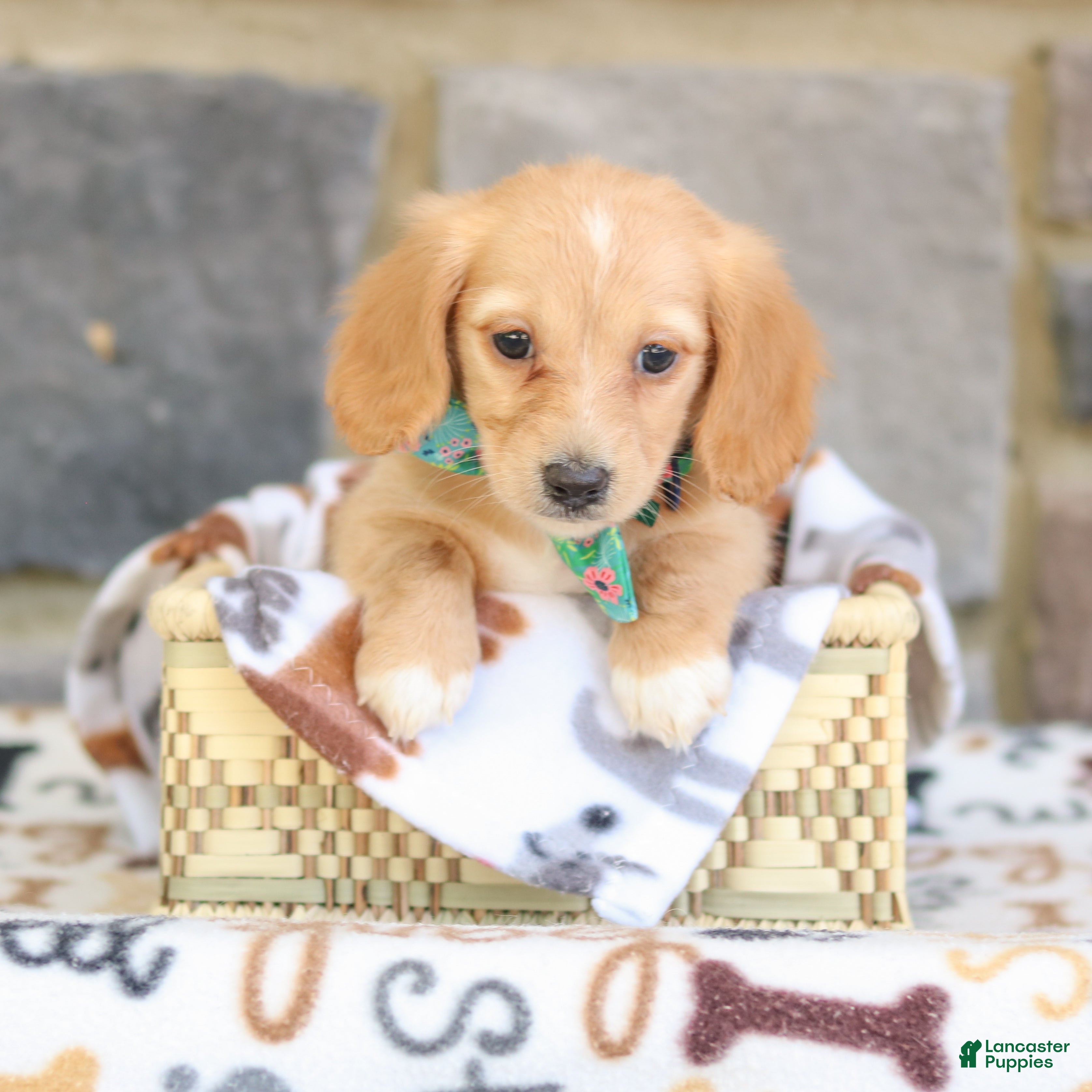 Miniature Dachshund dogs Nellie  - Ad 2