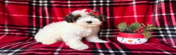 Yorkiepoo dogs for sale: Puddin - Ad 8