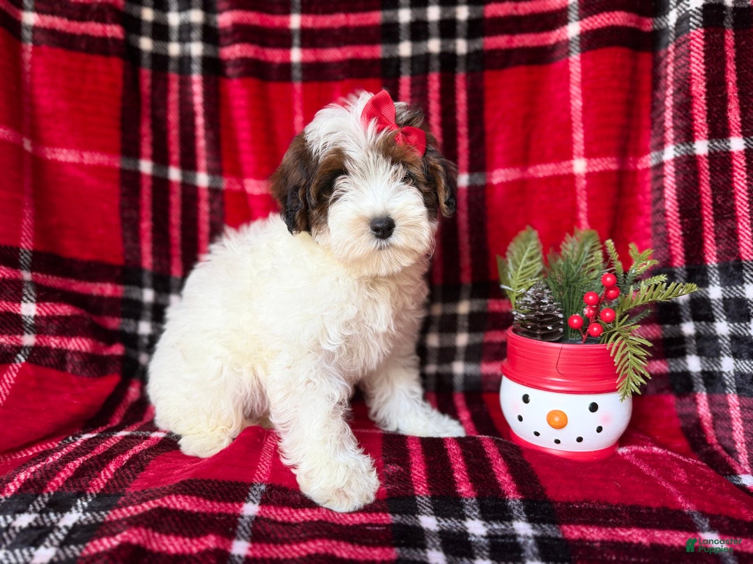 Yorkiepoo dogs for sale: Puddin - Ad 8
