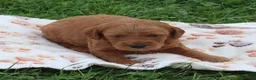 Mini Goldendoodle dogs for sale: Baxter - Ad 3