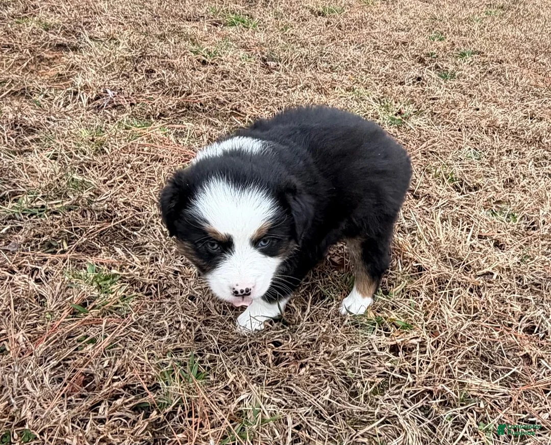 Australian Shepherd dogs for sale: Millie - Ad 6
