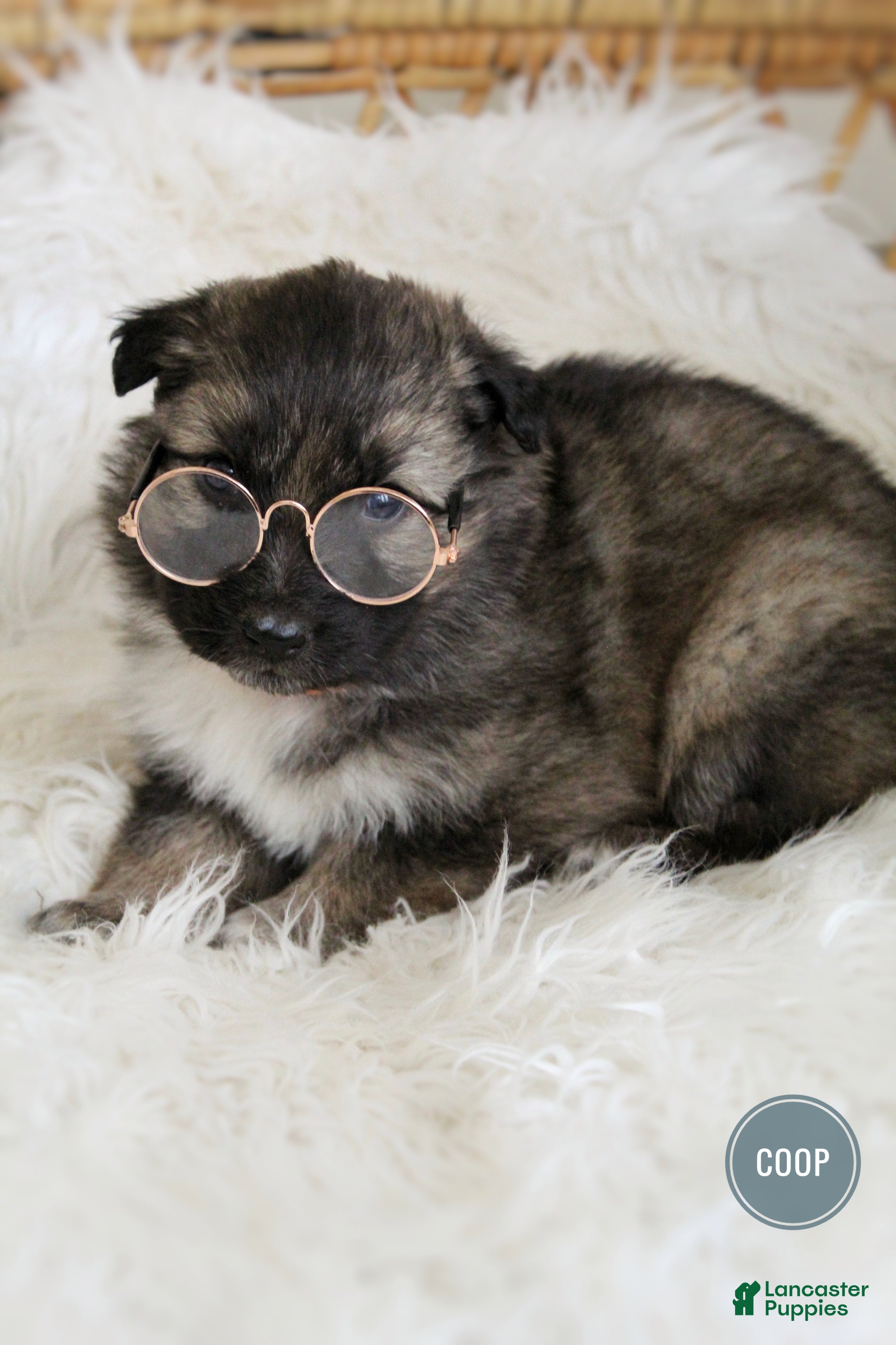 Mixed Breed dogs Coop - Ad 2