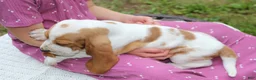 Basset Hound dogs for sale: Pluto - Ad 3