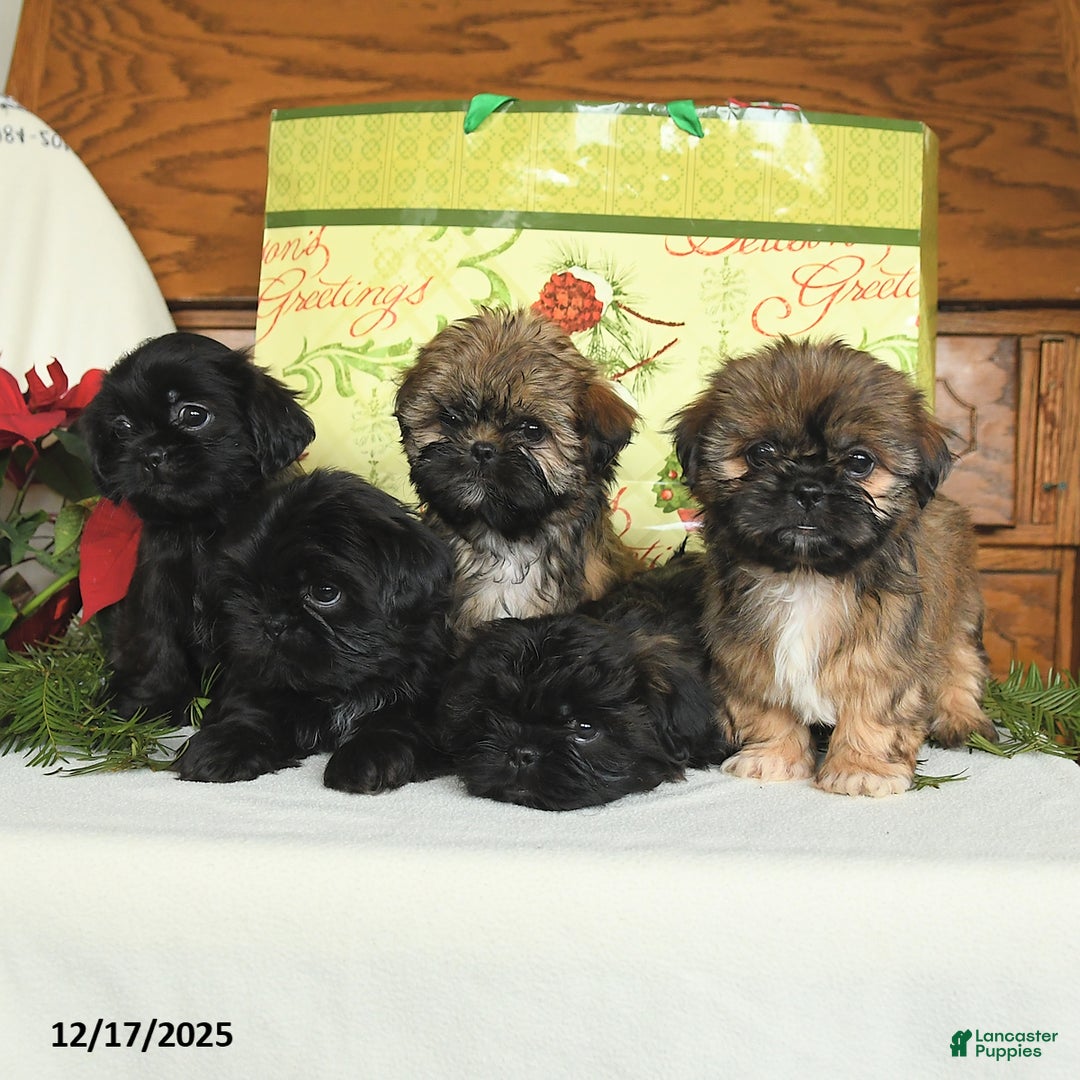 Shih Tzu dogs for sale: Gizmo - Ad 3
