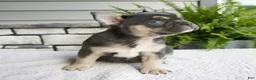 French Bulldog dogs for sale: Natalie - Ad 5