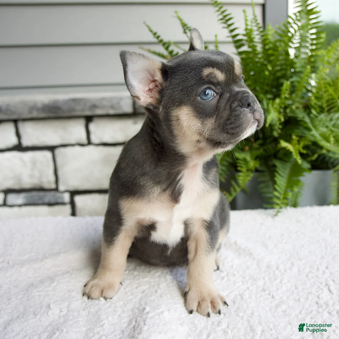 French Bulldog dogs for sale: Natalie - Ad 5