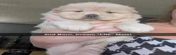 Chow Chow dogs for sale: Puppy 2 - Ad 1