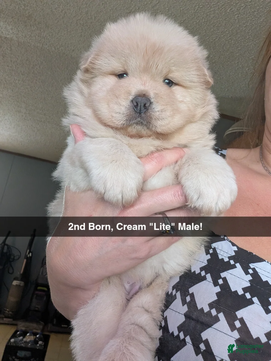 Chow Chow dogs for sale: Puppy 2 - Ad 1