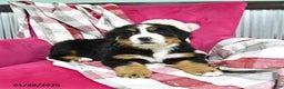 Bernese Mountain Dog dogs for sale: Jasper  - Ad 4