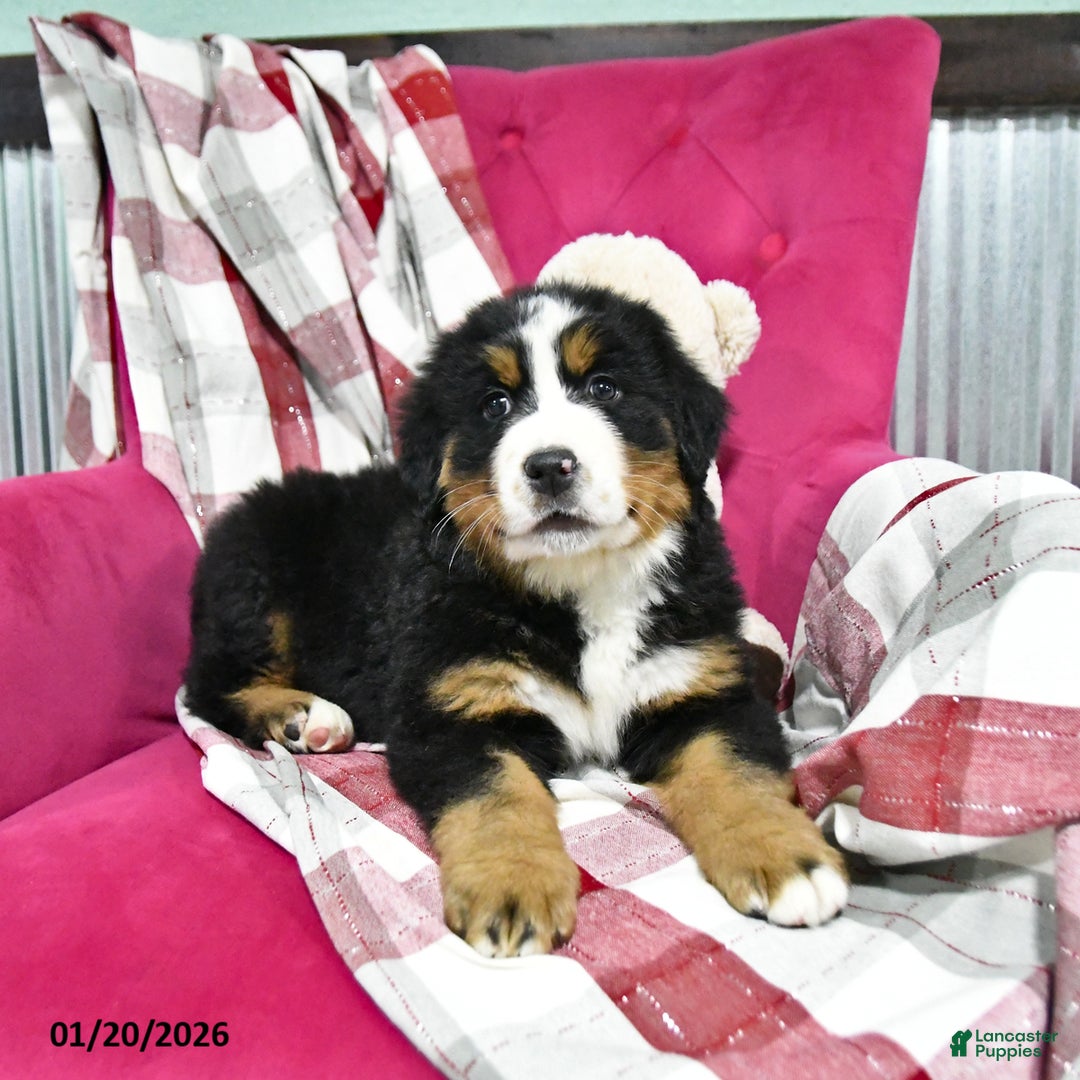 Bernese Mountain Dog dogs for sale: Jasper  - Ad 4