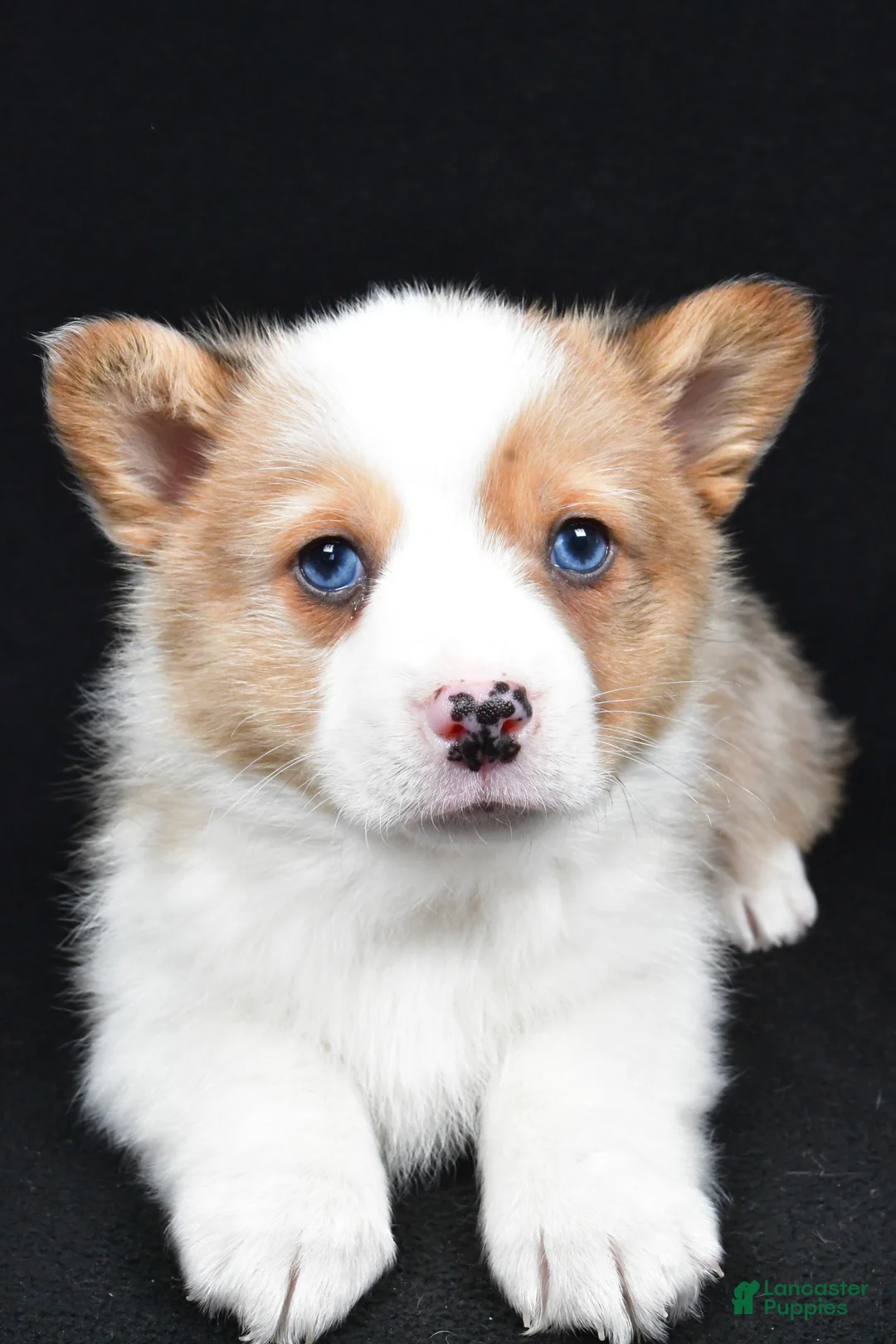 Welsh Corgi Pembroke dogs for sale: Chuck - Ad 8