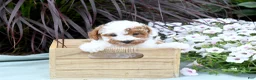 Miniature Poodle dogs for sale: Brittany - Ad 5