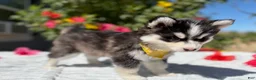 Pomsky dogs for sale: Moon - Ad 3