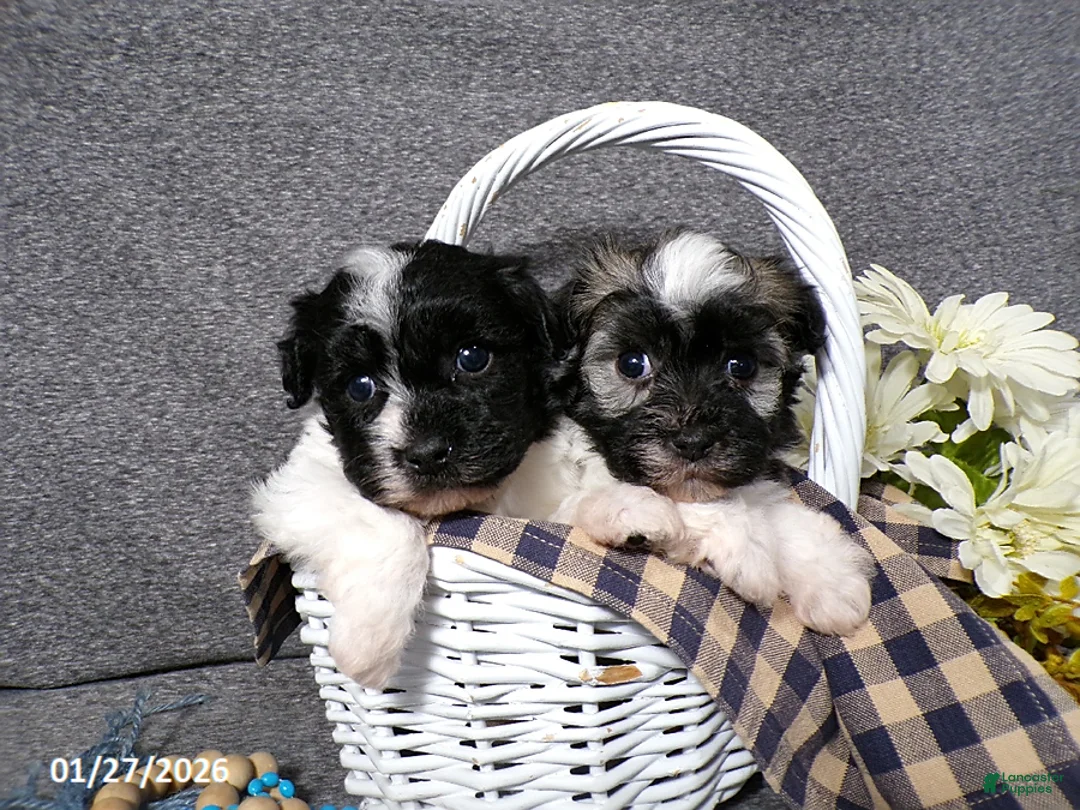 Havanese dogs for sale: Toby - Ad 5