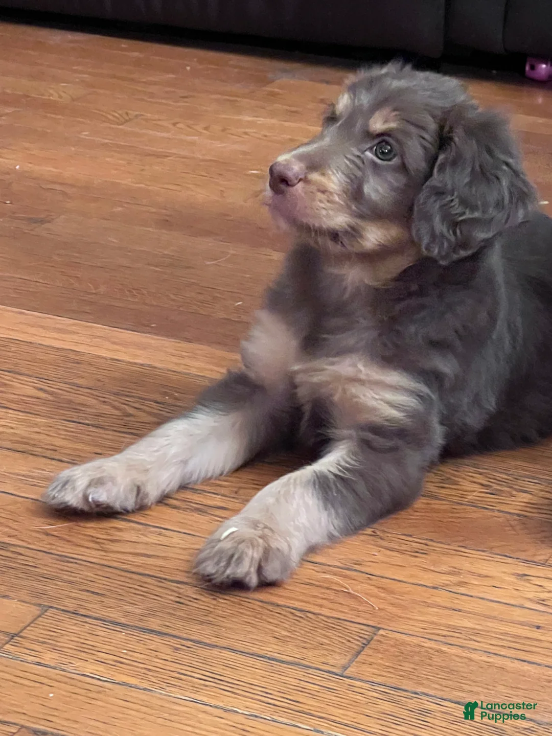 Aussiedoodle dogs for sale: Aussiedoodle 1 - Ad 2
