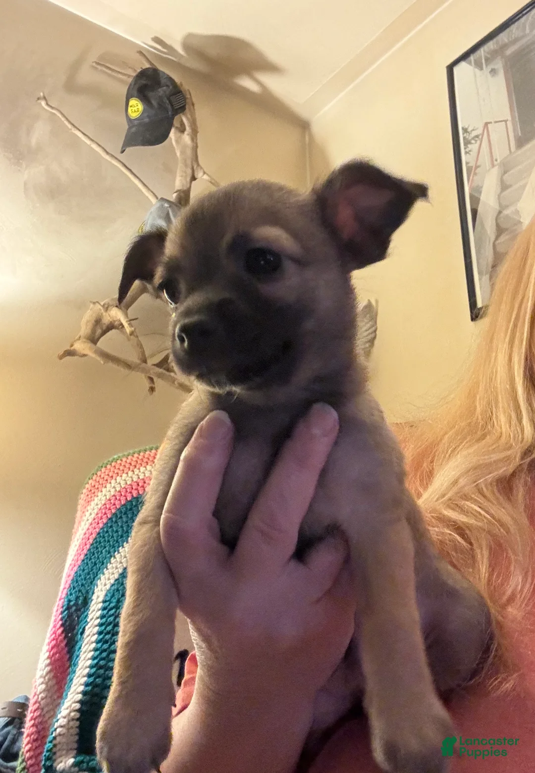 Chihuahua dogs for sale: Chihuahua Puppy 1 - Ad 9