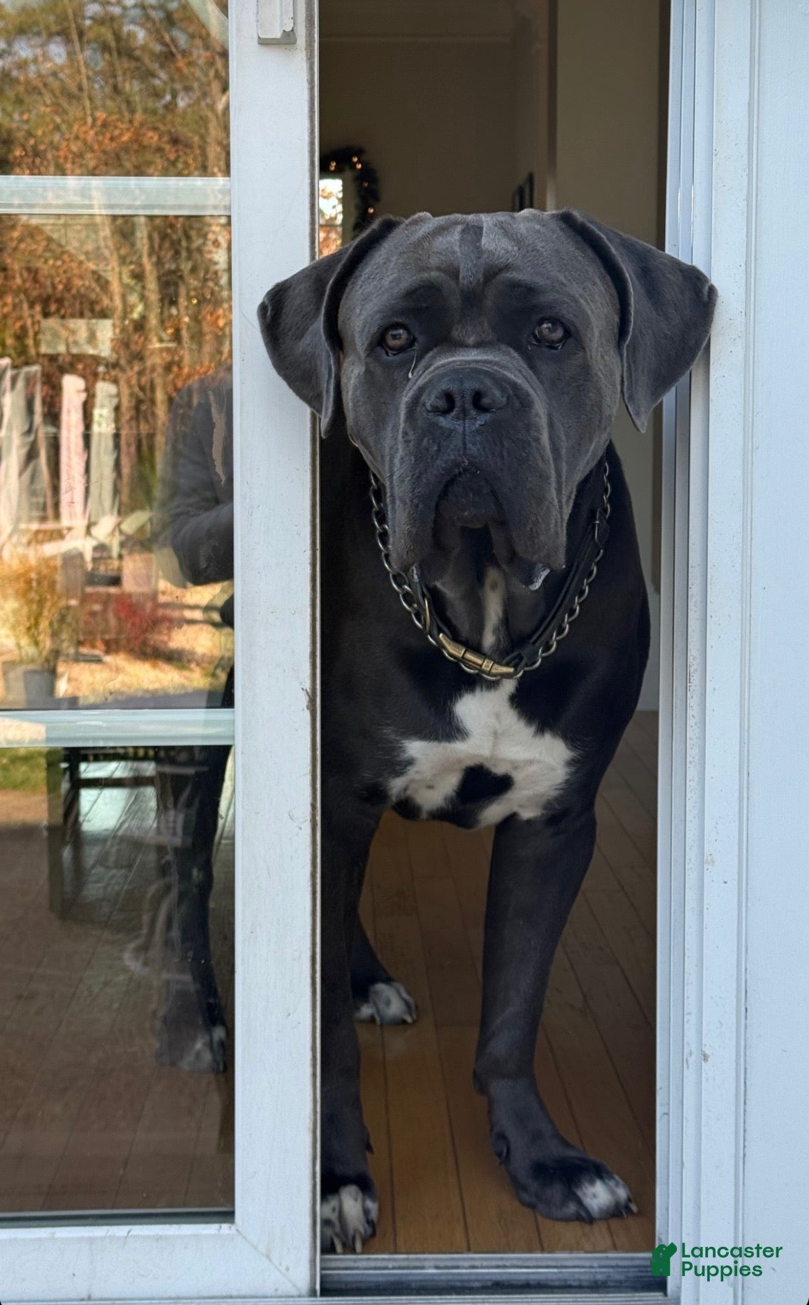 Cane Corso dogs Blu  - Ad 2