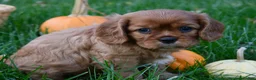 Cavalier King Charles Spaniel dogs for sale: Victor - Ad 4