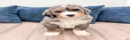 Bernedoodle dogs for sale: King - Ad 2