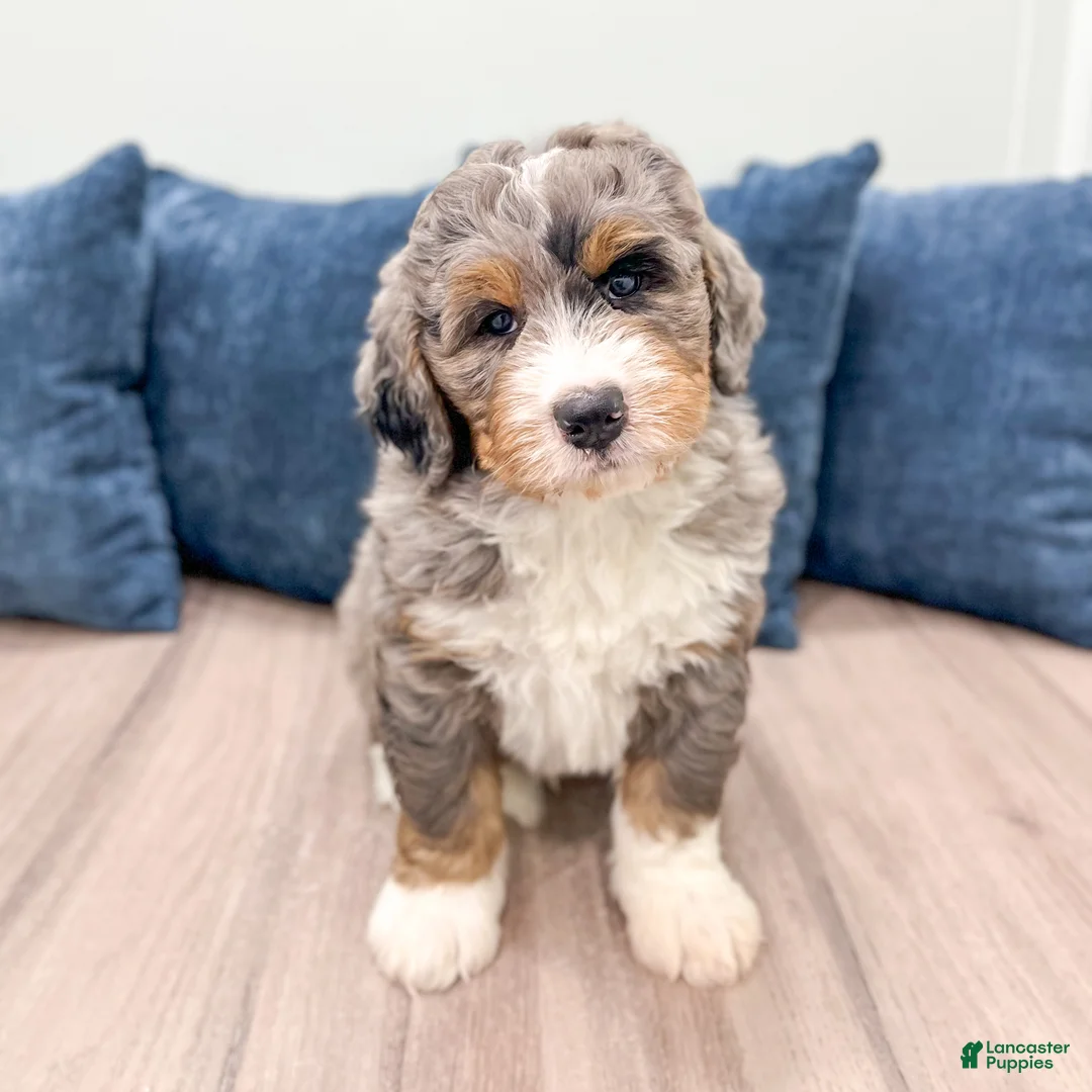 Bernedoodle dogs for sale: King - Ad 2