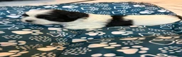 Shih Tzu dogs for sale: Shih Tzu Puppy 5 - Ad 2