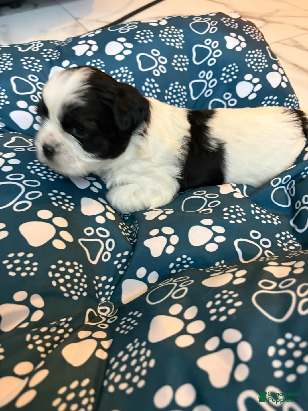 Shih Tzu dogs for sale: Shih Tzu Puppy 5 - Ad 2