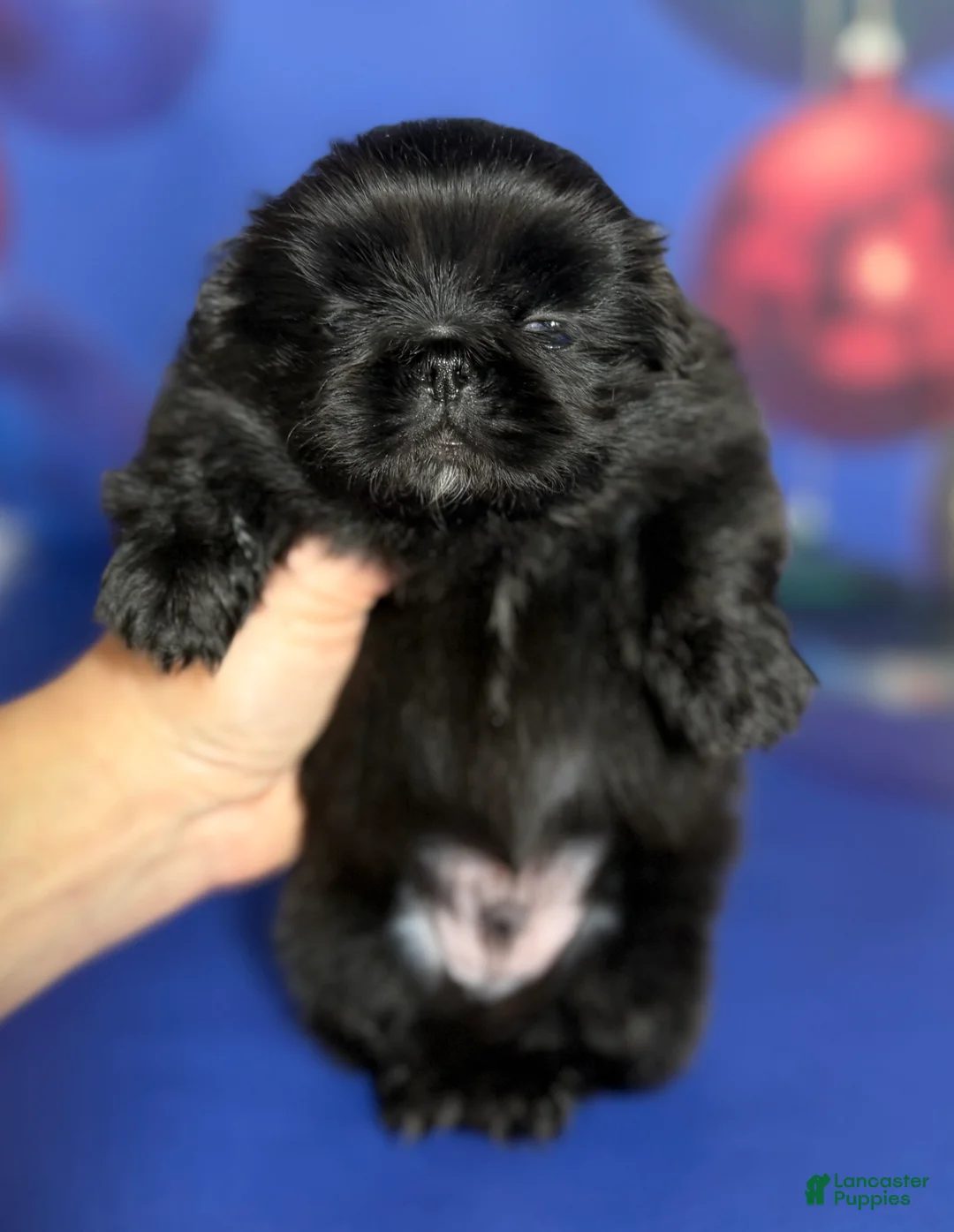 Pekingese dogs for sale: AKC DNA OFA Pablo - Ad 10