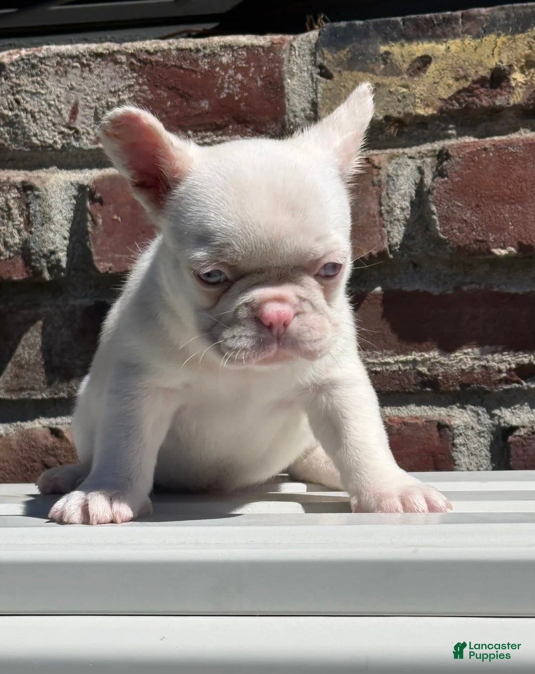 French Bulldog dogs French Bulldog Puppy molly - Ad 33