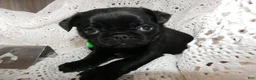 Pug dogs for sale: Pug Puppy 6 Mike - Ad 2