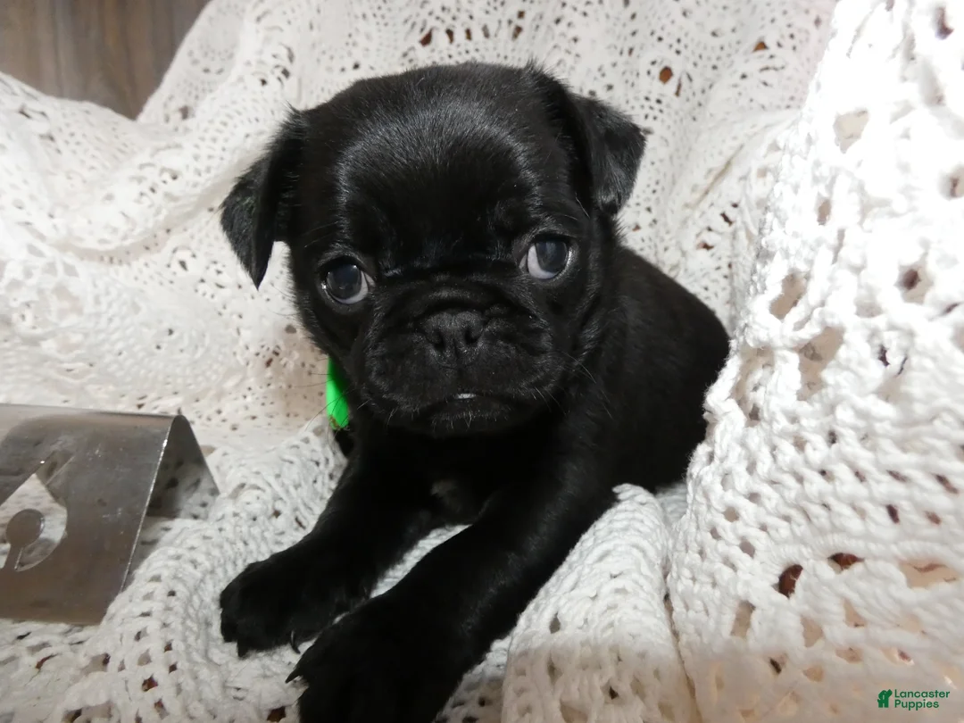 Pug dogs for sale: Pug Puppy 6 Mike - Ad 2