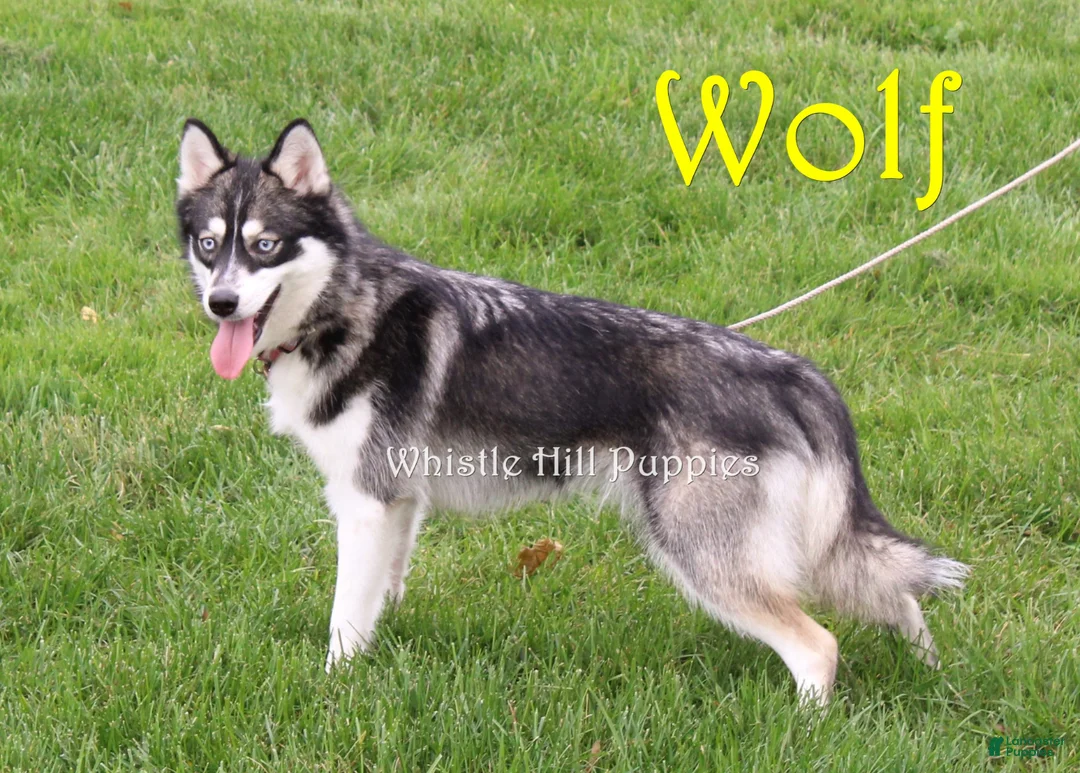 Pomsky dogs for sale: Winston - Ad 3