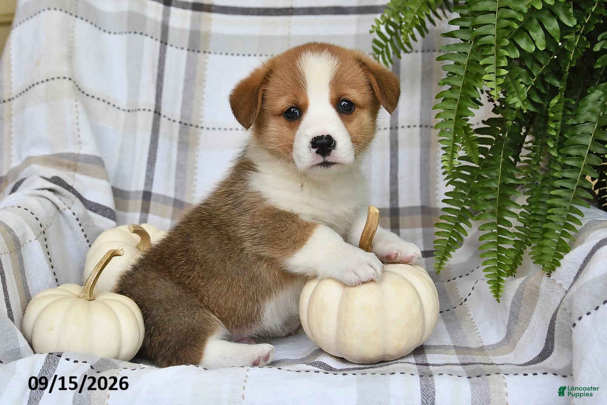 Welsh Corgi Pembroke dogs Thunder - Ad 1