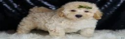 Mini Goldendoodle dogs for sale: Buggy - Ad 3