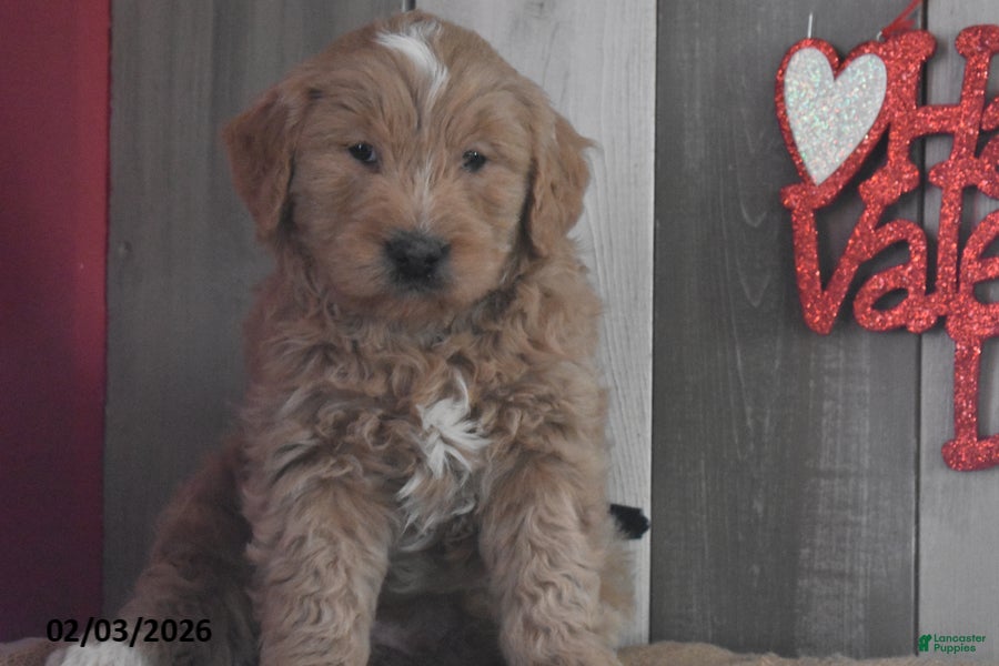 Goldendoodle dogs Jasper - Ad 2