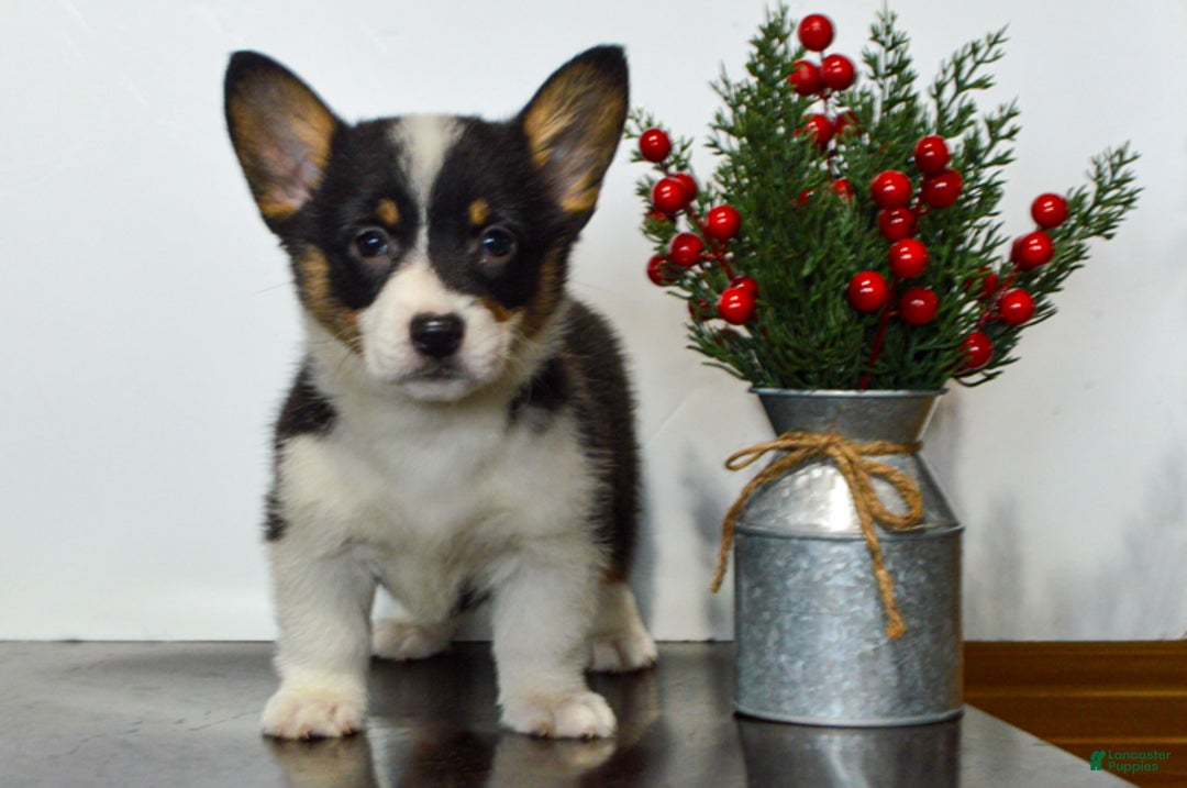 Welsh Corgi Pembroke dogs for sale: Hayley - Ad 1