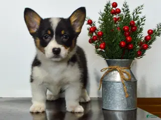 Welsh Corgi Pembroke dogs Hayley - Ad 1