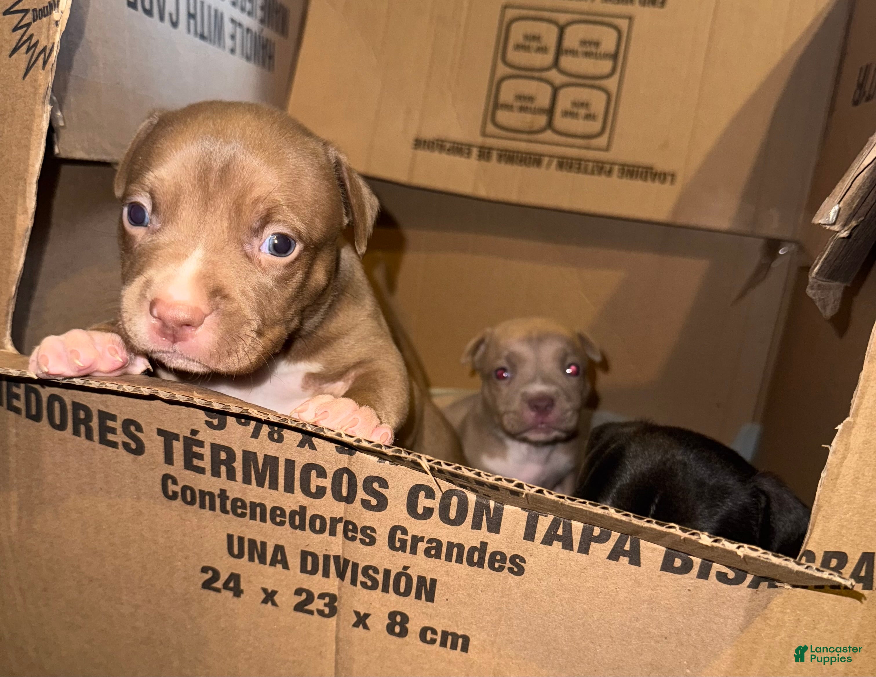 American Bully dogs American Bully Puppy 1 - Ad 2