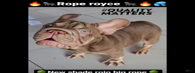 Rope Royce 