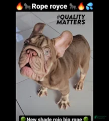 Rope Royce